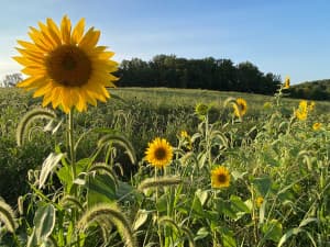 Scenic Regenerative Working Farm