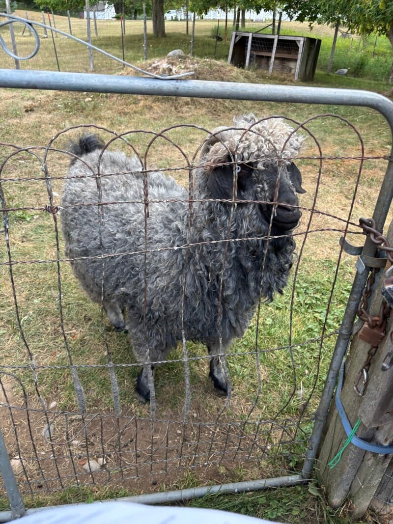 Farm stay at Organic Farmstead & Wildlife Trails