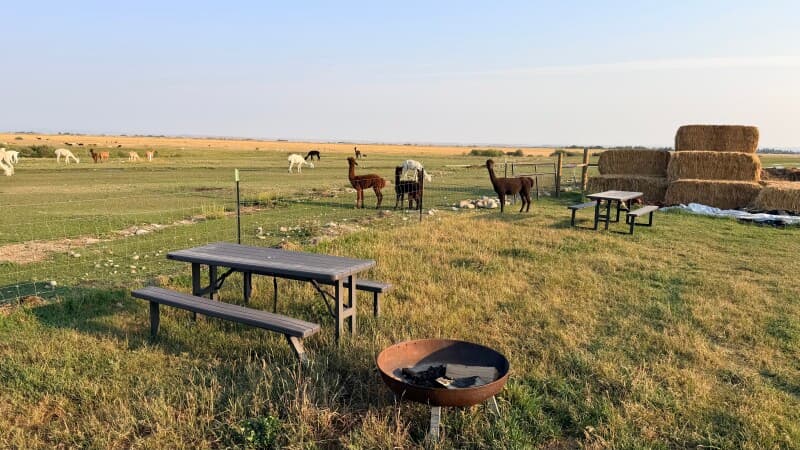 Farm stay at Scenic Alpaca Farm Retreat