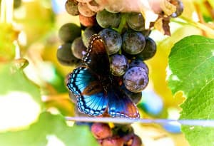 Charming Tennessee Vineyard Escape