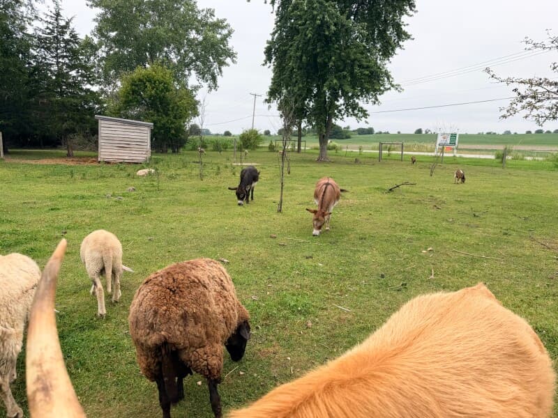 Farm stay at Pasture Farm Retreat & Ranch Experience