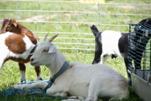 Therapeutic Homestead Animal Farm