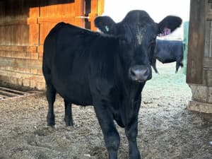 Working Cattle Ranch & Farm Store