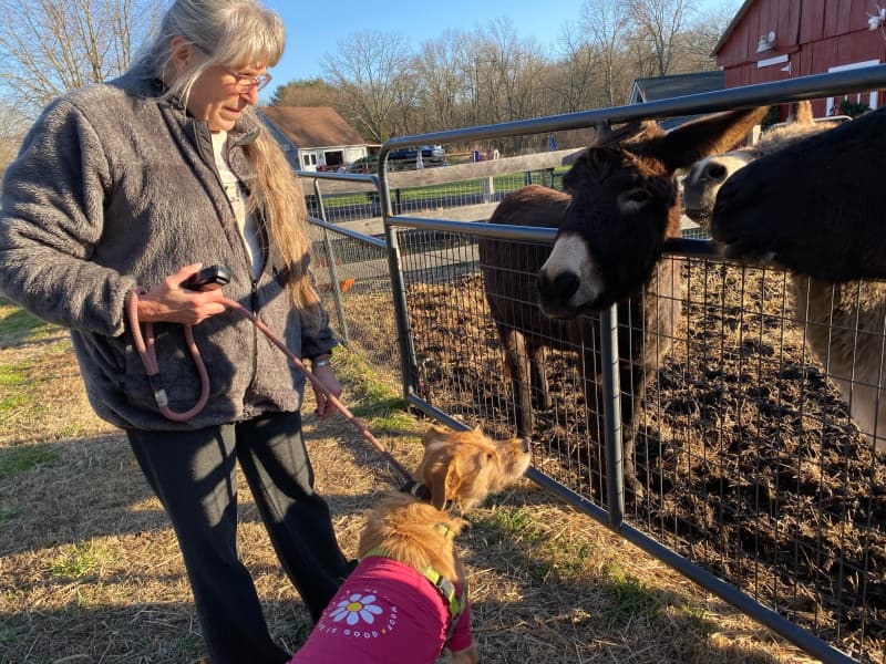 Charming Animal Rescue Farm Retreat