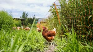 Regenerative Agriculture Farm Retreat