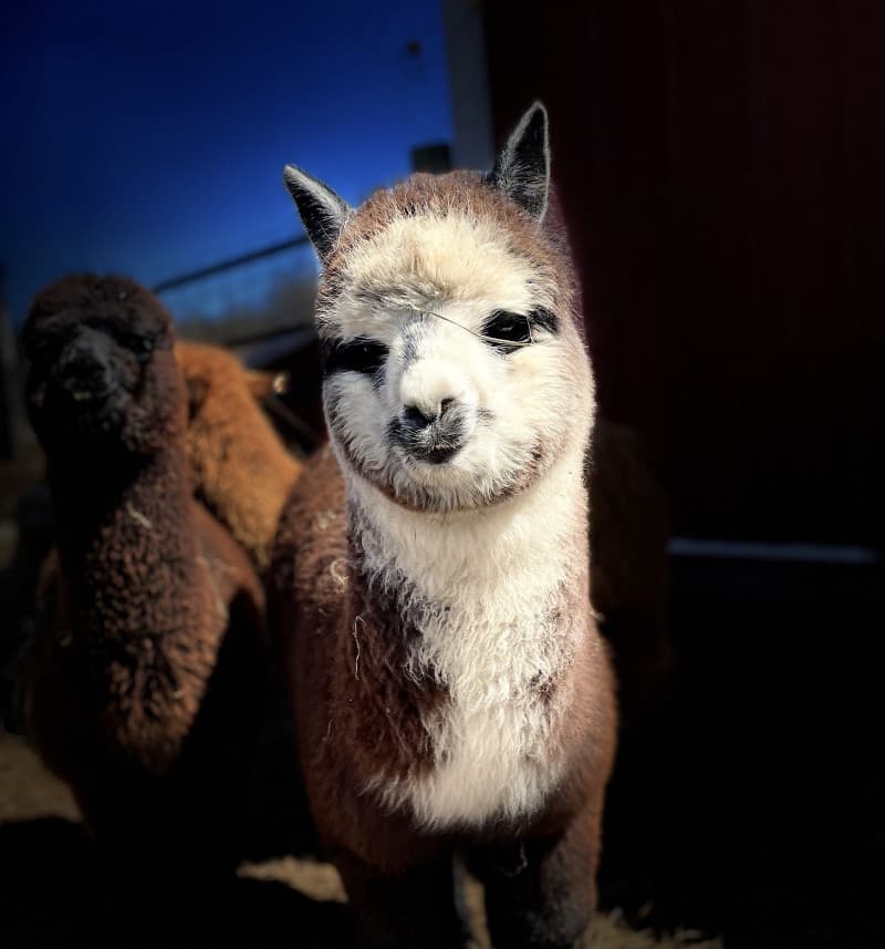Family Alpaca Farm Retreat