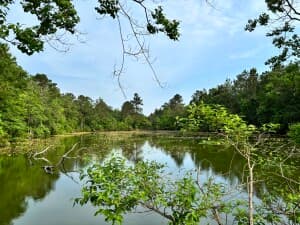 Scenic Swampland Animal Sanctuary