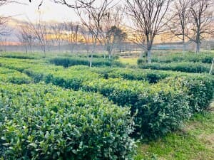 Heritage Tea Farm Retreat