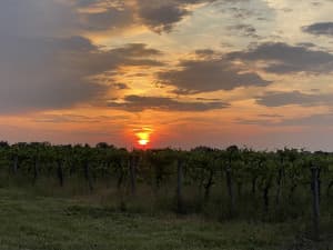 Heritage Vineyard & Winery Retreat