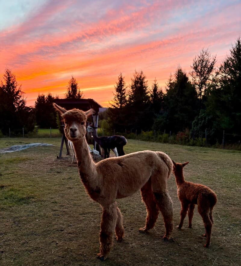 Charming Alpaca Farm Retreat