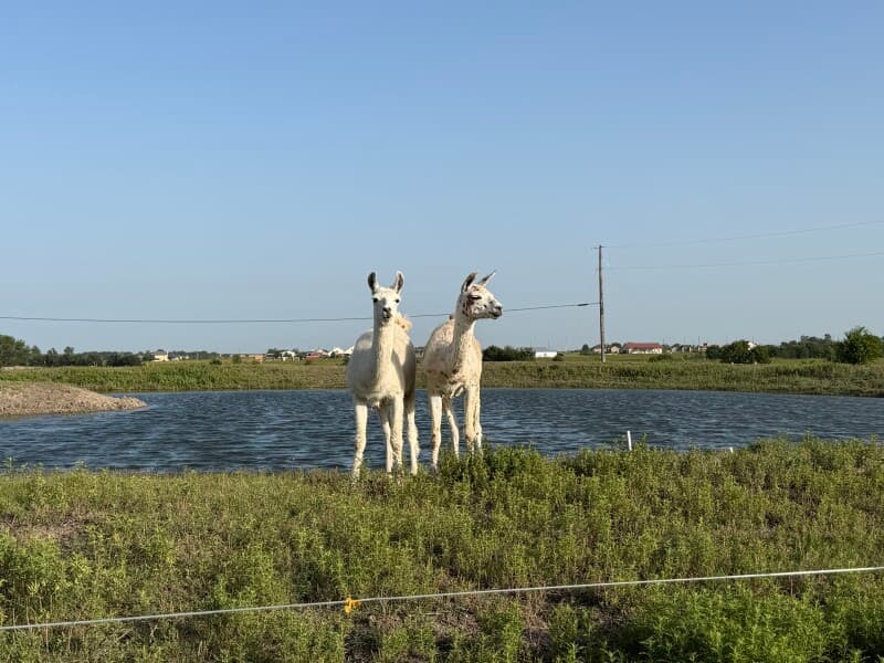 Farm stay at Central Texas Horse Rescue Ranch