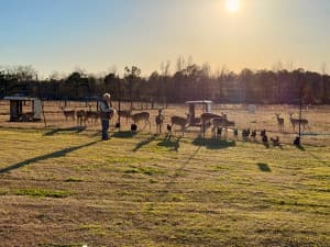 Family Blackberry & Deer Farm