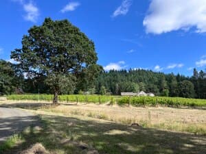 Serene Pinot Vineyard Retreat