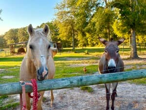 Peaceful Hobby Farm & Animal Sanctuary