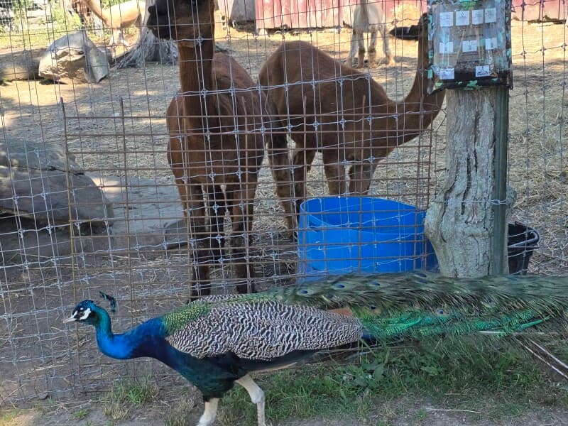 Farm stay at Rescue Animal Sanctuary Farm