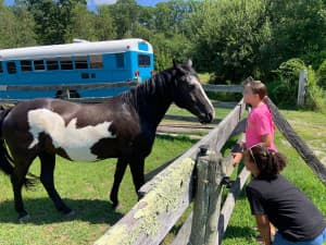 Rescue Animal Sanctuary Farm