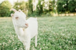 Rustic Goat Dairy & Soap Farm