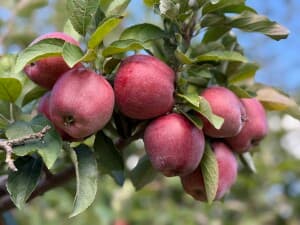 U-Pick Apple Orchard Retreat