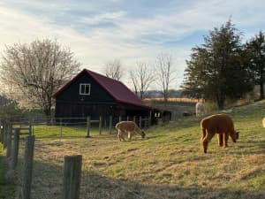 Family-Owned Alpaca Farm Retreat