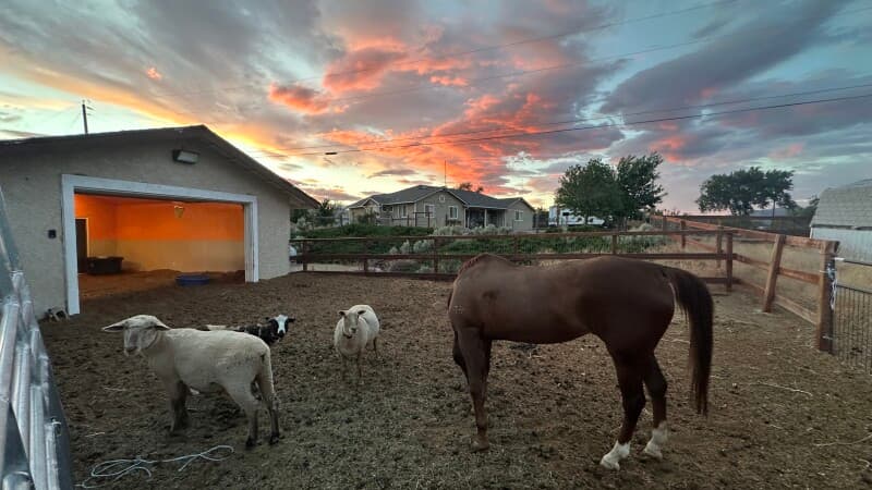 Farm stay at Holistic Healing Retreat with Animal Encounters