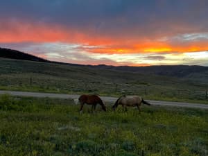 Scenic Western Bison Ranch