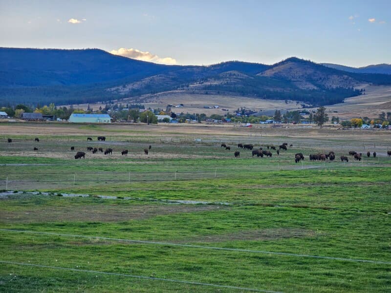 Farm stay at Regenerative Bison Ranch Experience