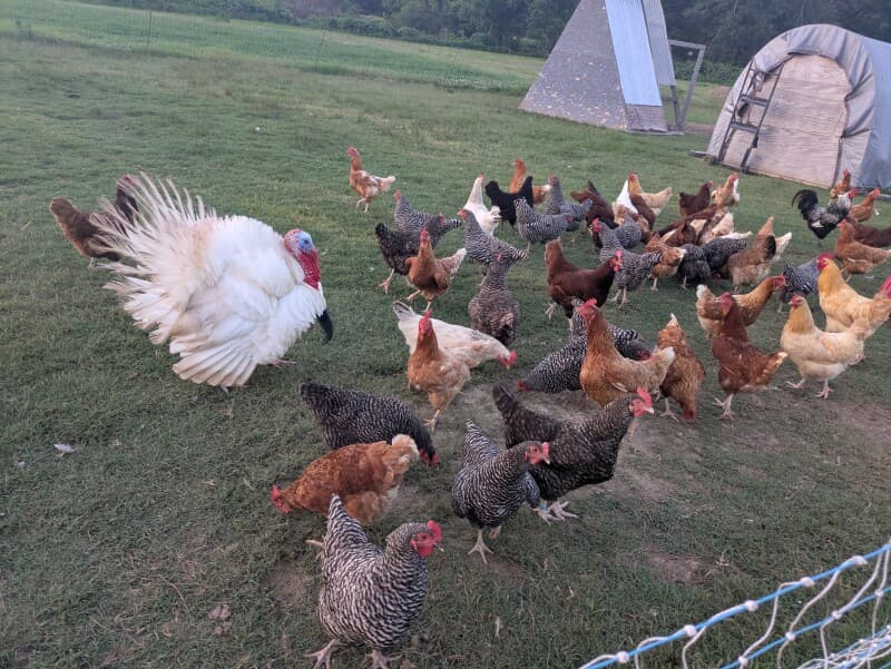 Northern Mississippi Family Pasture Farm