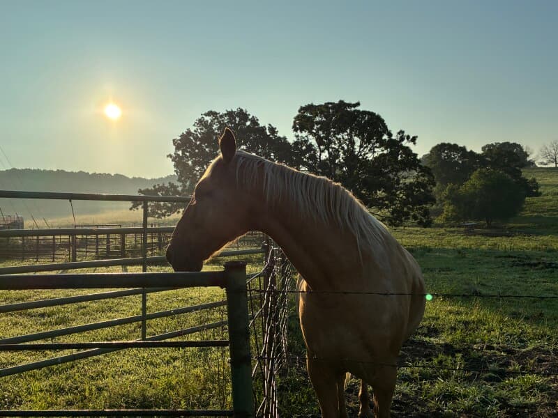 Farm stay at Pastured Highland Cattle Farm Retreat