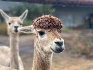Charming Alpaca & Llama Farm