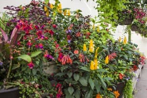 Six-Generation Family Farm Market