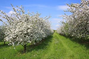Family-Owned Cidery & Farm Retreat