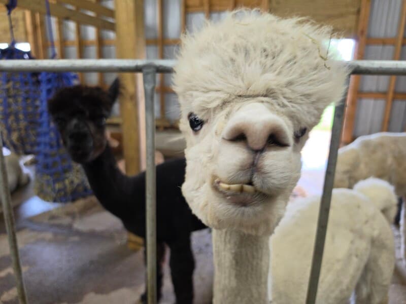 Farm stay at Charming Midwest Alpaca Farm