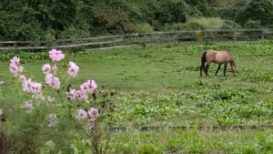 Bucolic Hop Farm Brewery & Taproom