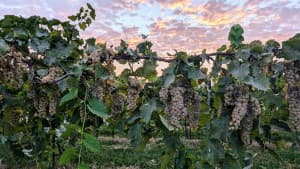 Central Missouri Farmstead Winery