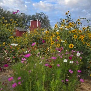 Seasonal U-Pick & Fall Festival Farm