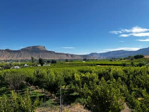 Serene Vineyard Winery Retreat