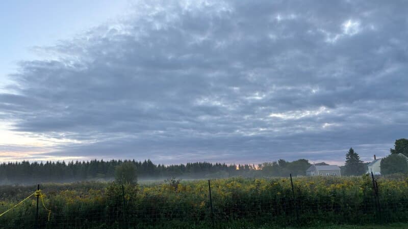 Farm stay at Purebred Sheep & Collie Farm