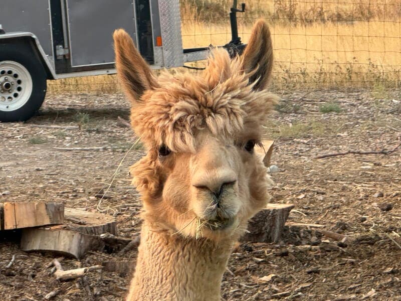 Farm stay at Alpaca & Goat Homestead Farm