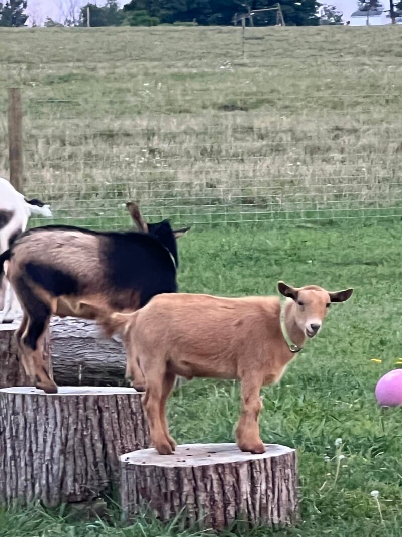 Farm stay at Generational Angus Cattle Farm