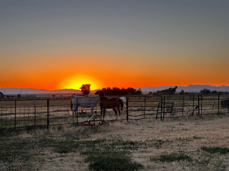 Farm stay at Mountain Foothills Horse & Goat Ranch