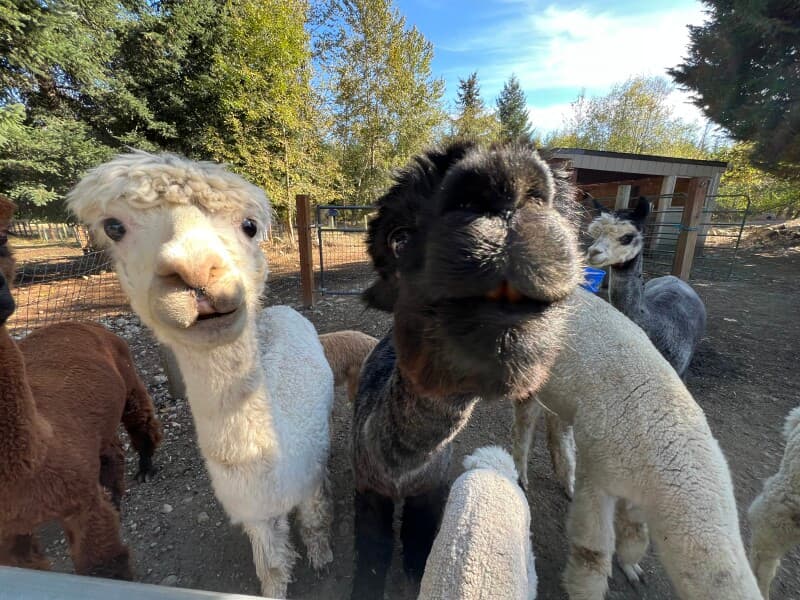 Farm stay at Secluded Alpaca Ranch & Fiber Mill