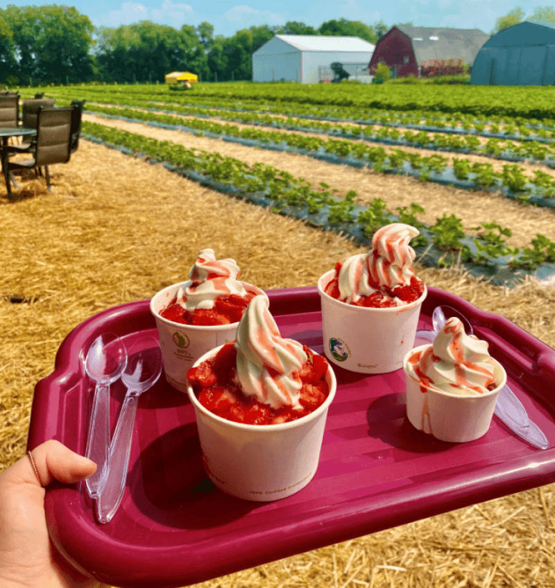 Family Strawberry Farm Retreat