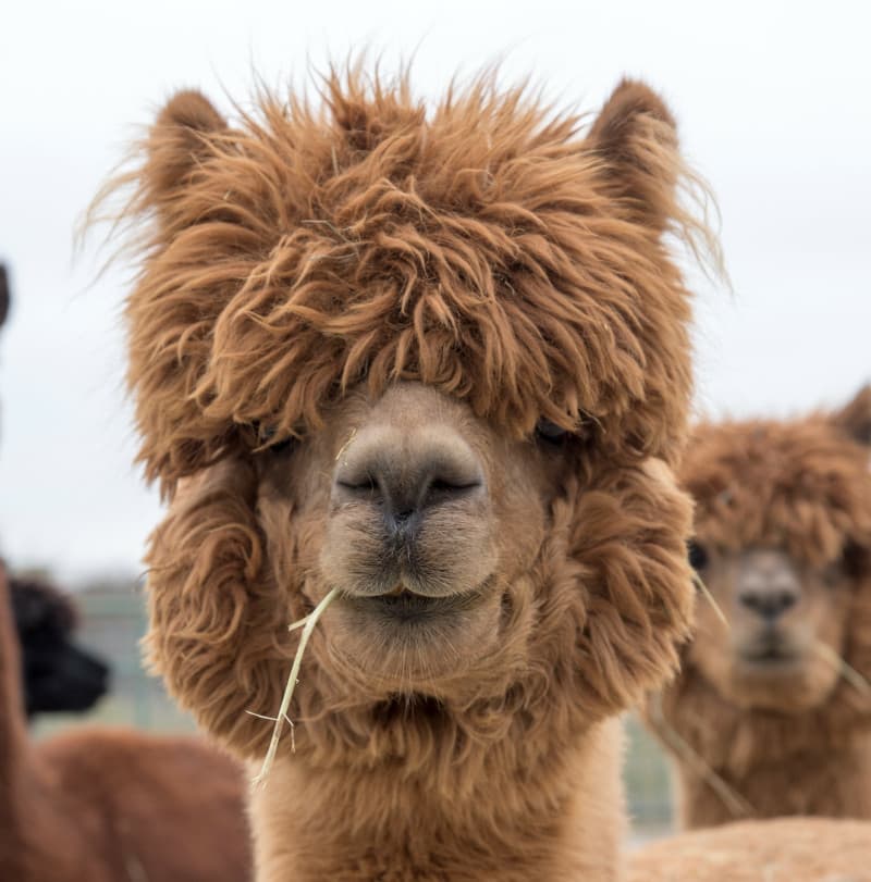 Serene Alpaca Farm Retreat