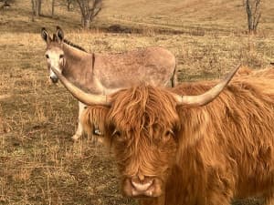 Idyllic Scottish Highland Farm Stay