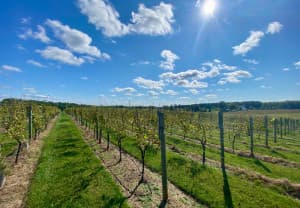 Boutique Vineyard Retreat on Wine Trail