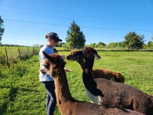 Serene Alpaca Farm Retreat