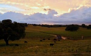 Family Vineyard & Winery Retreat