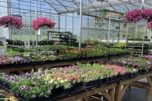 Serene Garden & Greenhouse Retreat