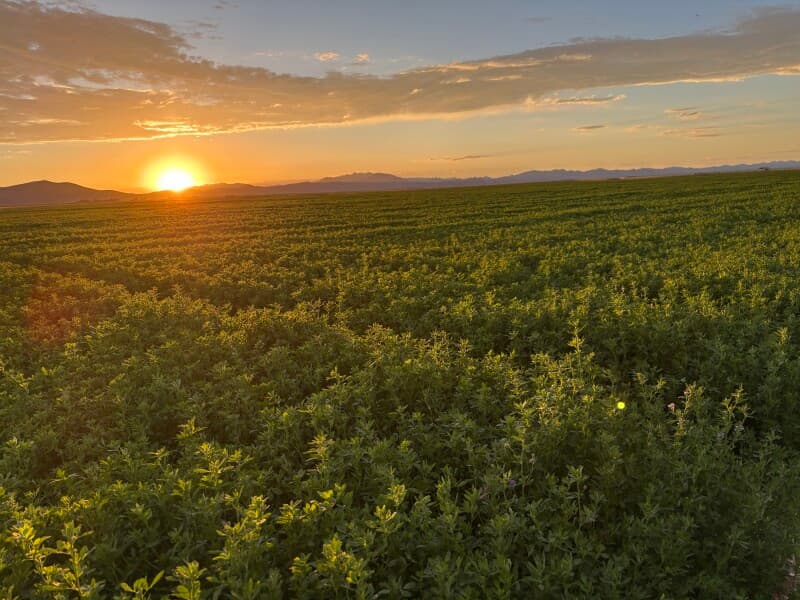 Farm stay at Scenic Bison Ranch Retreat