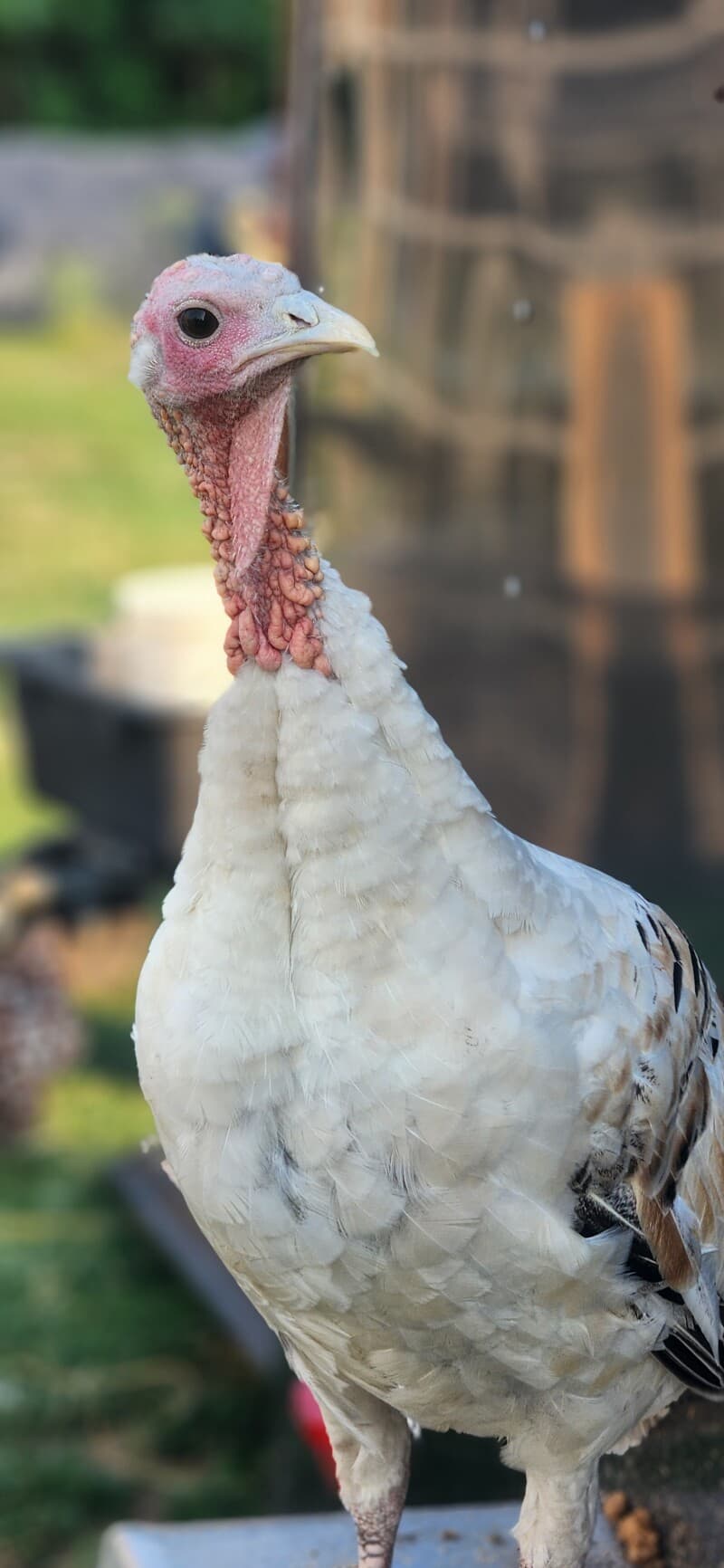 Farm stay at Artisan Barn Boutique Farm Stay